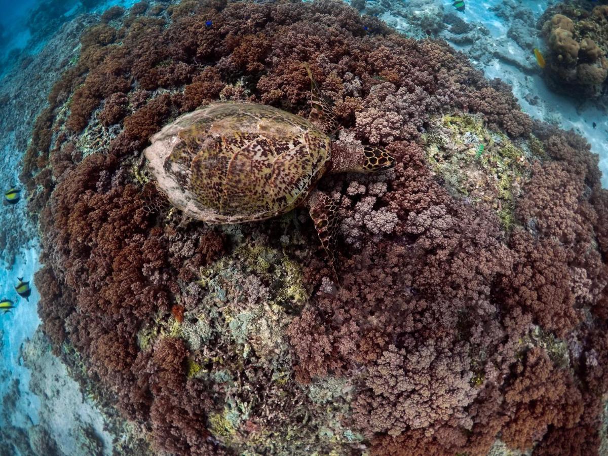 Mimpi Bungalow Gili Meno Zewnętrze zdjęcie